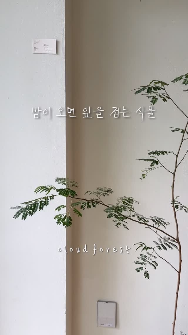 cloudforest_ 게시물 이미지: 밤이되면 펴졌던 잎을 접고 잠을 자는 식물들이 있어요!
예쁜꽃이 피는 자귀나무와...