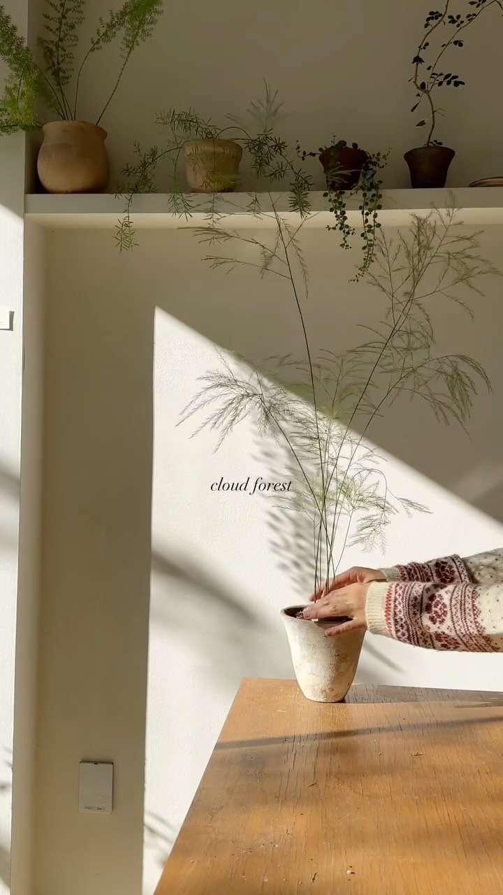 cloudforest_ 게시물 이미지: 오늘은 분위기 있고 알아서 잘 자라는 식물들 중 아스파라거스 종류 2가지...