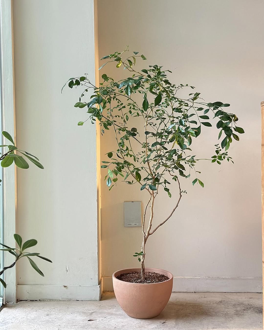 Photo by 클라우드포레스트 플랜테리어 실내외조경 조화조경 on August 13, 2025. May be an image of house plant, mistletoe cactus and text.