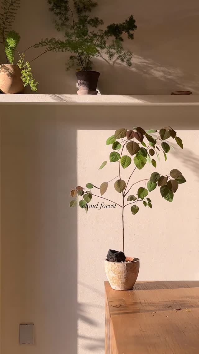 cloudforest_ 게시물 이미지: 초코리프
무광 깊은질감의 잎이 매력적인 나무
빛을 받으면 잎이 초코붉은색을 띄어요...