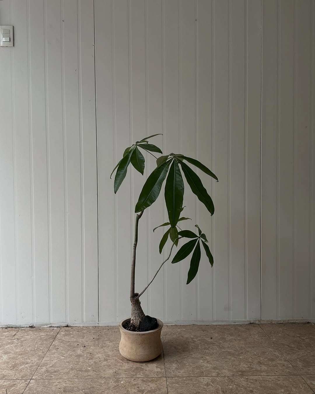 Photo by 클라우드포레스트 플랜테리어 실내외조경 조화조경 on September 29, 2025. May be an image of house plant, plant and text.