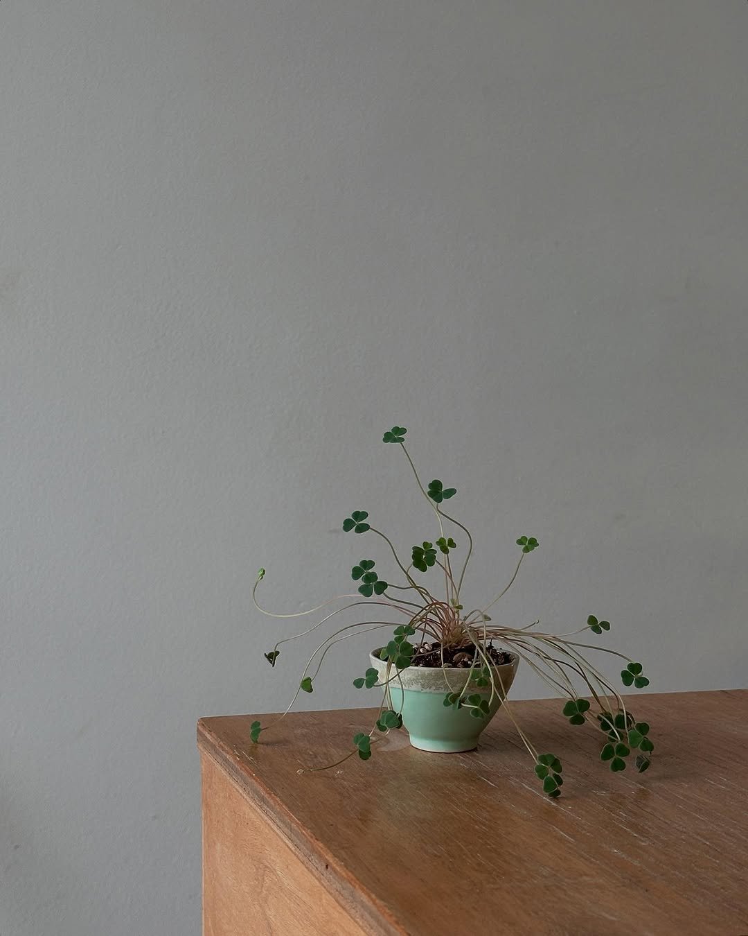 Photo by 클라우드포레스트 플랜테리어 실내외조경 조화조경 on November 07, 2025. May be an image of flower pot, house plant, ivy, herb and text.