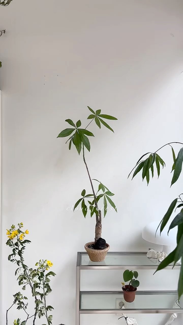 cloudforest_ 게시물 이미지: 매장 한켠에 놓아 두었던 파키라
오랜만에 꺼내어 잎샤워를 시켜주고 보니 예쁘게 자라...