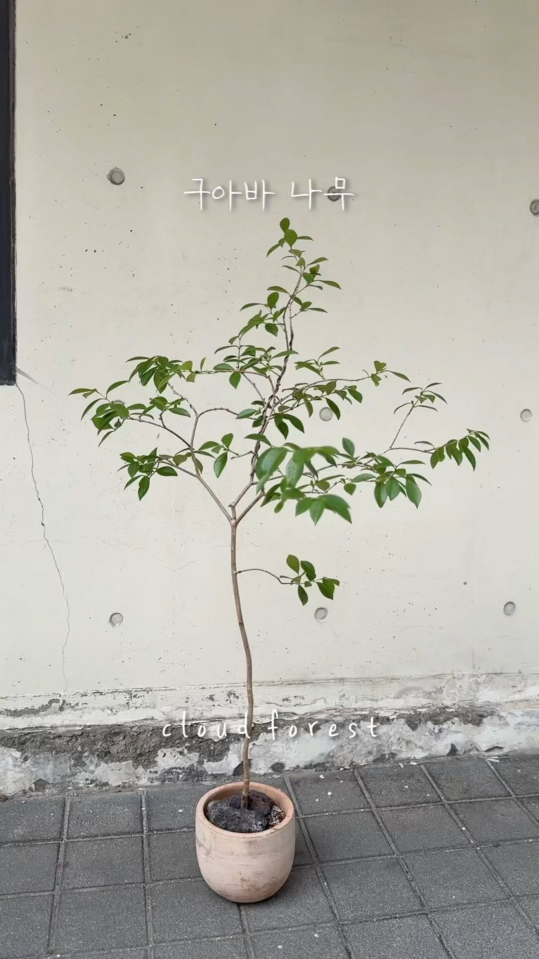 cloudforest_ 게시물 이미지: 구아바나무 
키 1 20cm

문의
-DM
-카카오톡: 클라우드포레스트