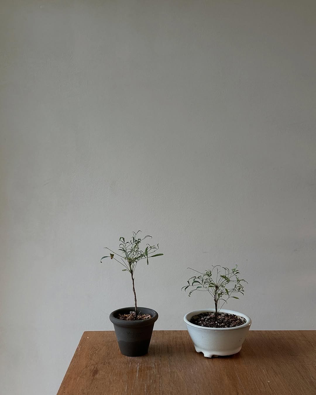 Photo by 클라우드포레스트 플랜테리어 실내외조경 조화조경 on October 18, 2025. May be an image of text.