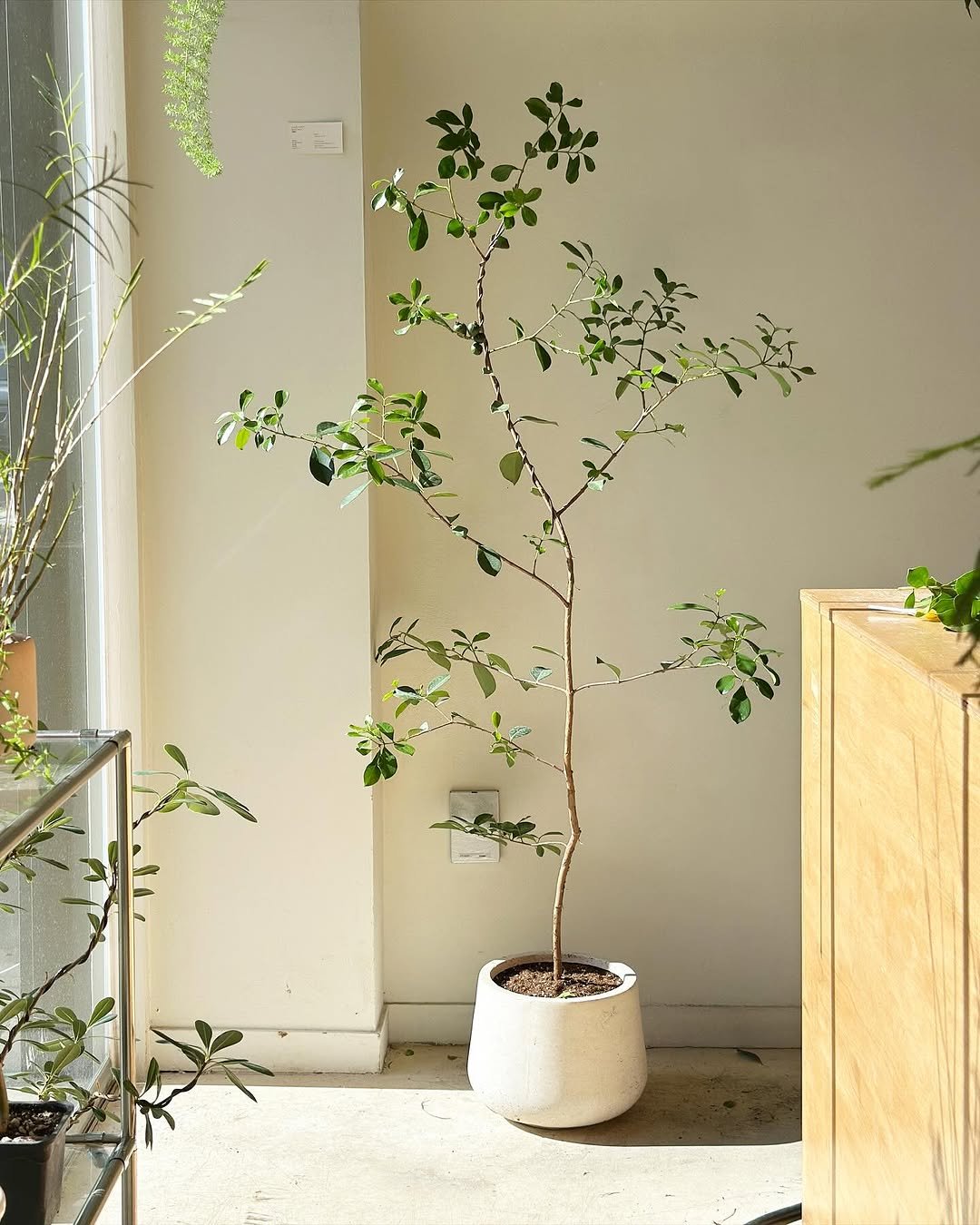 Photo by 클라우드포레스트 플랜테리어 실내외조경 조화조경 on August 22, 2025. May be an image of house plant and plant.