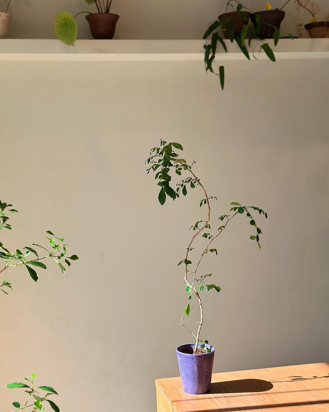 Photo by 클라우드포레스트 플랜테리어 실내외조경 조화조경 on August 22, 2025. May be an image of house plant and plant.