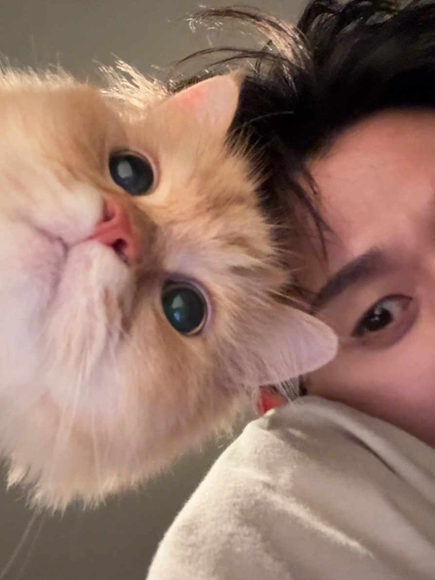 Photo by CODE KUNST on July 06, 2025. May be an image of 1 person, ragdoll cat, kitten, Persian cat and text.