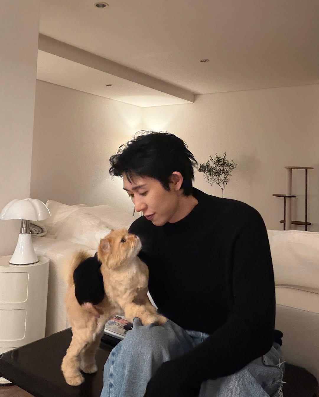 Photo by CODE KUNST on October 11, 2025. May be an image of Norwich terrier, cocker spaniel, Pekinese and text.