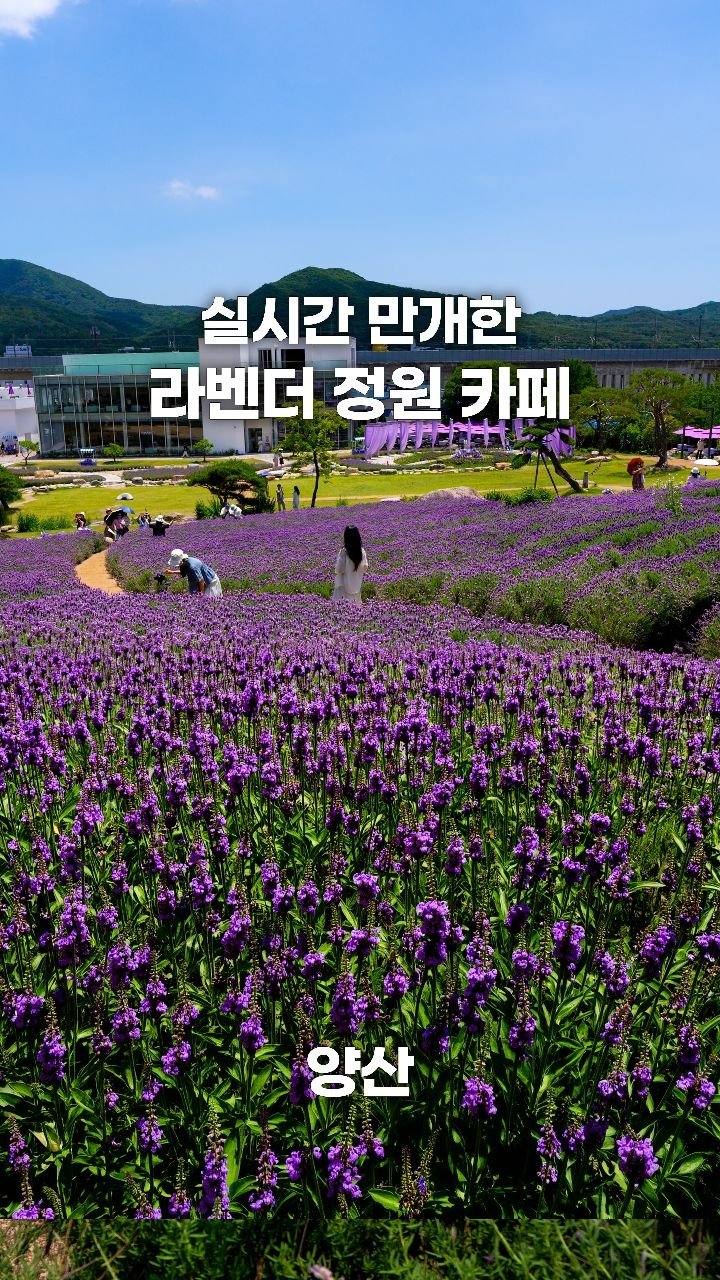 coffeegomi 게시물 이미지: 실시간) 만개한 라벤더 정원 카페!
양산에 있는 #느티나무의사랑 입니다.

지금...