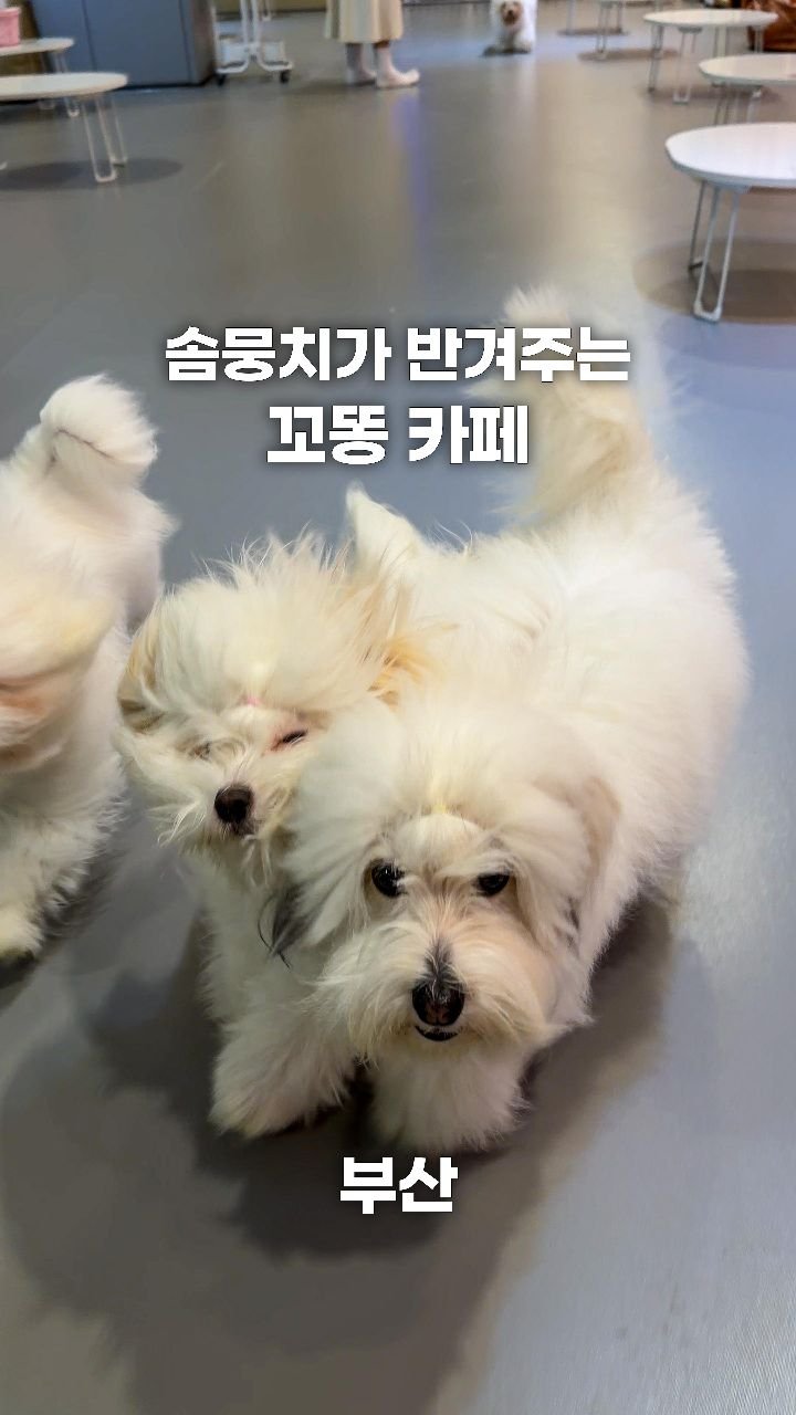 coffeegomi 게시물 이미지: 아기 솜뭉치들이 반겨주는 꼬똥 카페!
부산에 있는 #꼬똥드피피피 입니다....