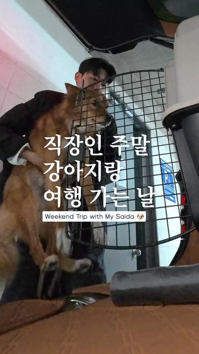 coguy_ 게시물 이미지: 주말에 사이다랑 강릉 놀러가기🐕

#주말 #강릉 #vlog