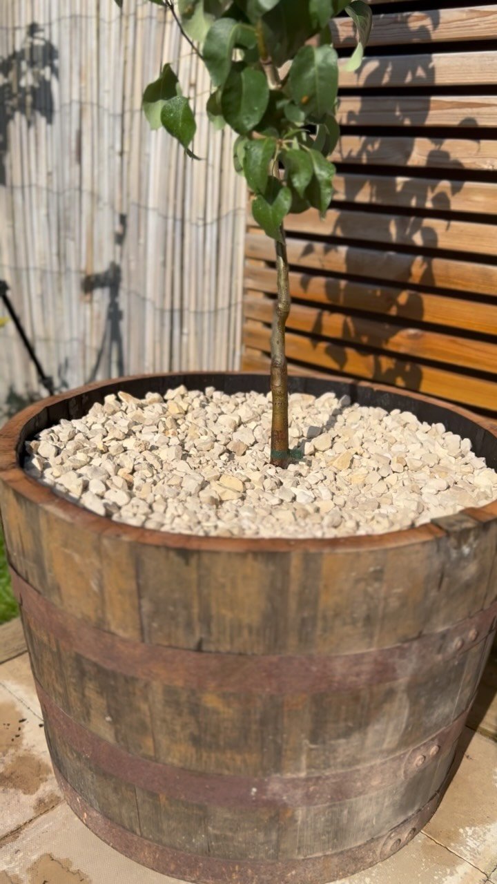 conor_the_digger_driver 게시물 이미지: Pot upgrade for my patio fruit trees...