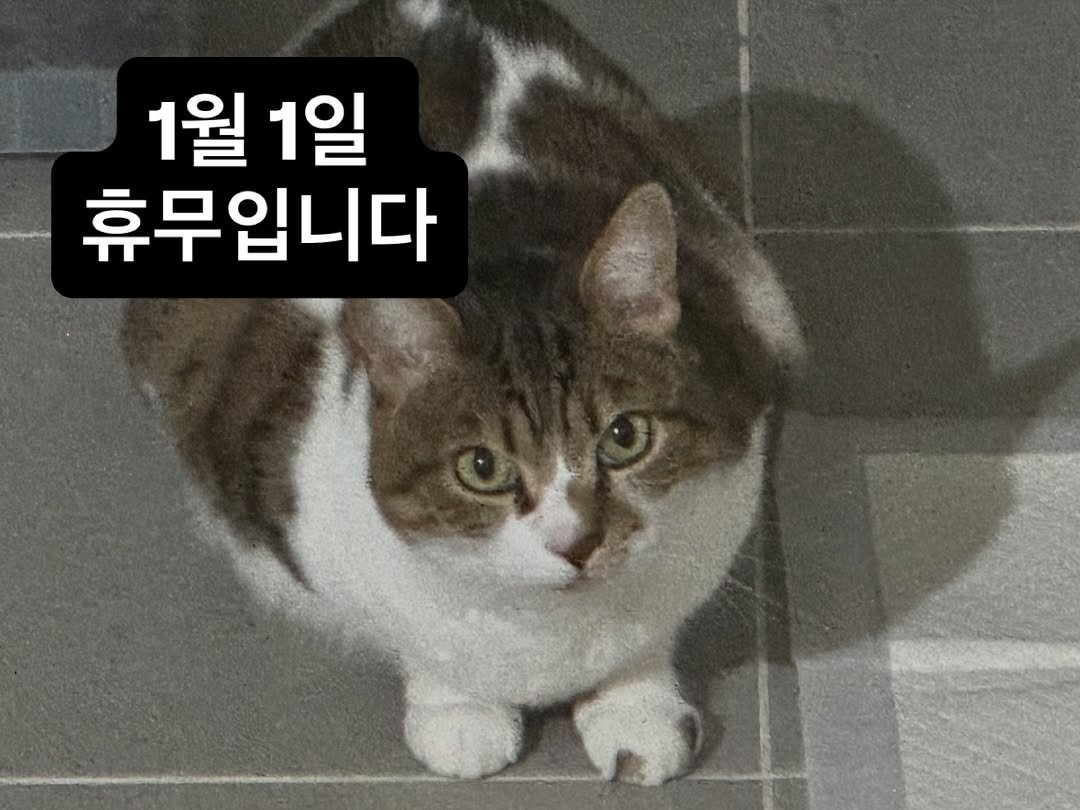 Photo by 두바이 쫀득쿠키 |화성답례품| 통밀디저트 | 향남과자상점 on December 30, 2025. May be an image of kitten, pie and text that says '1월 1월1일 1일 휴무입니다'.
