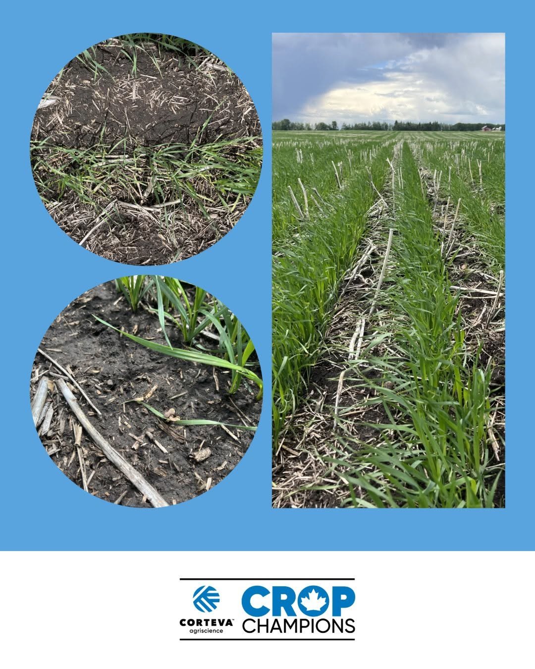 cortevaca 게시물 이미지: A strong pre-seed approach delivers. 🌾

At...