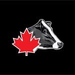 holstein_canada 프로필 사진