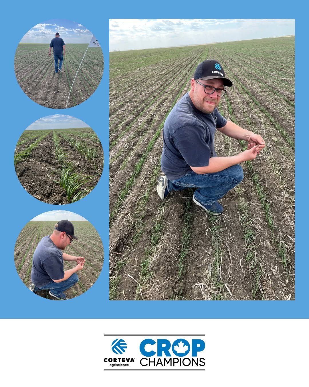 cortevaca 게시물 이미지: Back in Steve Eckel’s field near Regina as the...