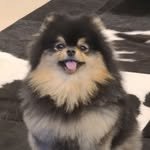 thv 프로필 사진