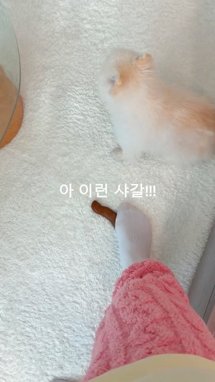 corub_i 게시물 이미지: #공구예고알림댓글 이런 샤갈!!! 
미안해요.. 💩얘긴 이제 
그만할게요🥹

아침에...