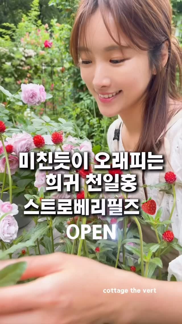 cottage_the_vert_gardengirl 게시물 이미지: 💌댓글에 ‘나도’ 남겨주세요
제가 정원에서 정말 좋아하는 아이들 이에요🥰
예쁘기만...