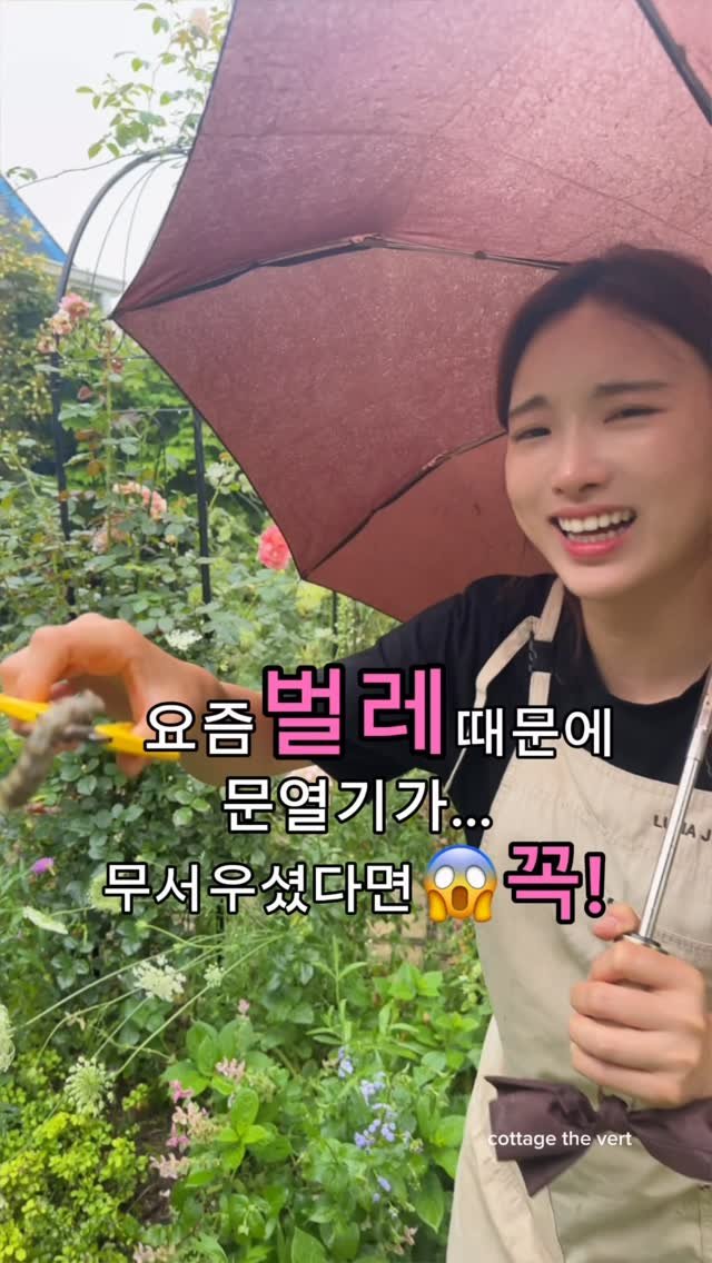 cottage_the_vert_gardengirl 게시물 이미지: 💌댓글에 “나도” 남겨주세요🐛

벌레방역살충제! 페스트올킬
💜최저가 공동구매...