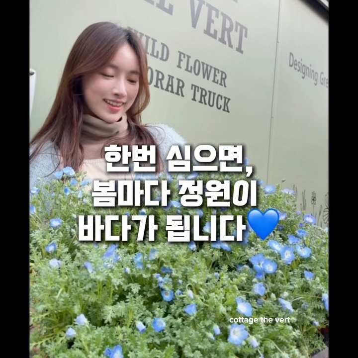 cottage_the_vert_gardengirl 게시물 이미지: 💙네모필라 베이비 블루 아이즈💙
처음엔 그냥 예뻐서 심었는데,
한번 자리 잡으니까...