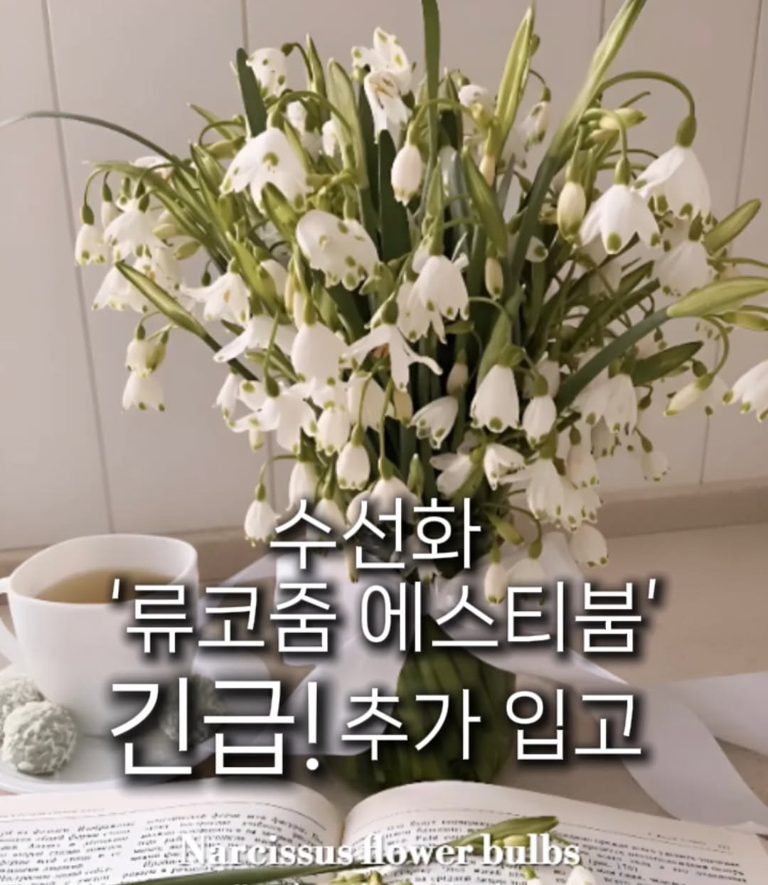 Photo shared by 숲속의작은집 [코티지더베르] 정원소녀 on December 28, 2025 tagging @cottage_the_vert_rosihan. May be an image of white lily, baby's-breath, snowdrop and text that says '수선화 '류코줌에스티붐 '류코줌 에스티붐' 긴급!추가입 추가 입고 Mirassus4ower.balbs esa bulbs'.