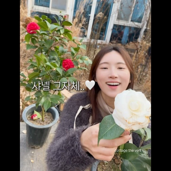 cottage_the_vert_gardengirl 게시물 이미지: 데뷔탕트 특대품 동백, 
정말 예상보다 훨씬 많은 분들이 사랑해 주셔서...