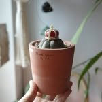 rosyplant 프로필 사진