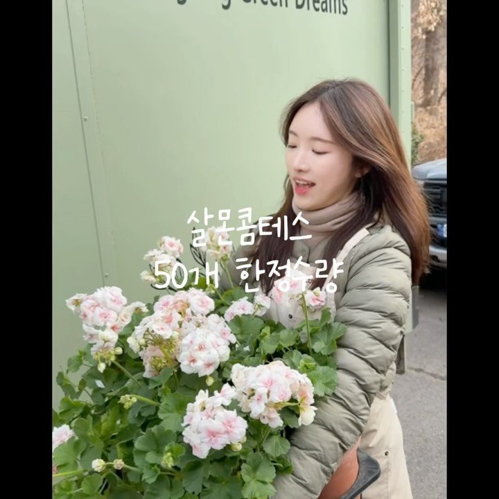 cottage_the_vert_gardengirl 게시물 이미지: 요즘 이 페라고늄,
다들 얼마나 좋아하시는지 저도 너무 잘 알아요🥰

이번에 데려온...