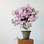 private_fireweed 프로필 사진