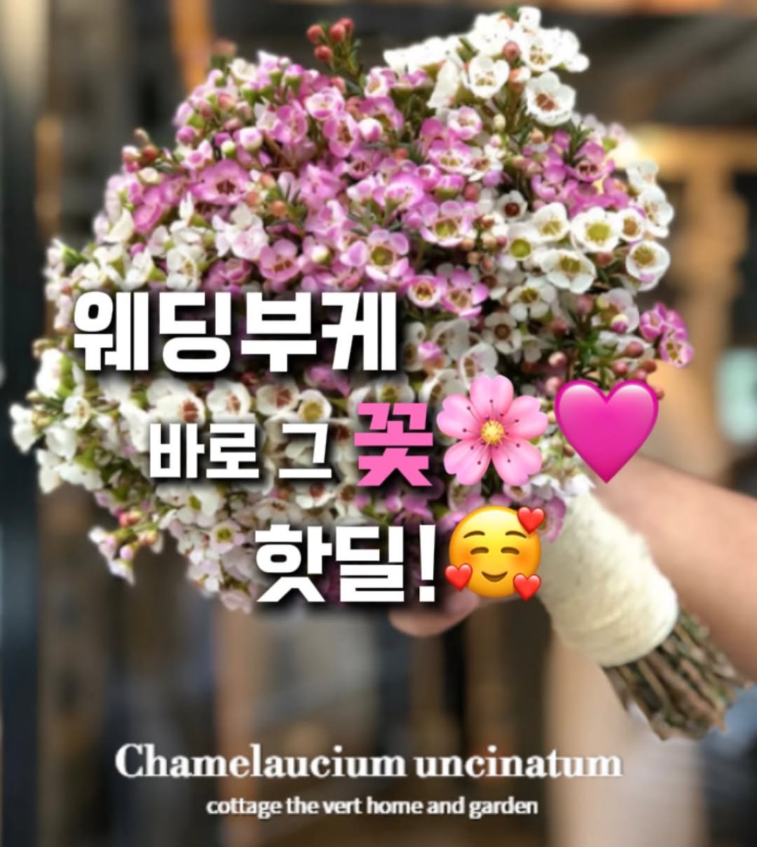 Photo shared by 숲속의작은집 [코티지더베르] 정원소녀 on February 05, 2026 tagging @cottage_the_vert_rosihan. May be an image of baby's-breath, scorpion grass and text that says '웨딩부케 바로으꽃 그 바로 핫딜! Chamelaucium uncinatum cottage the vert home and garden'.