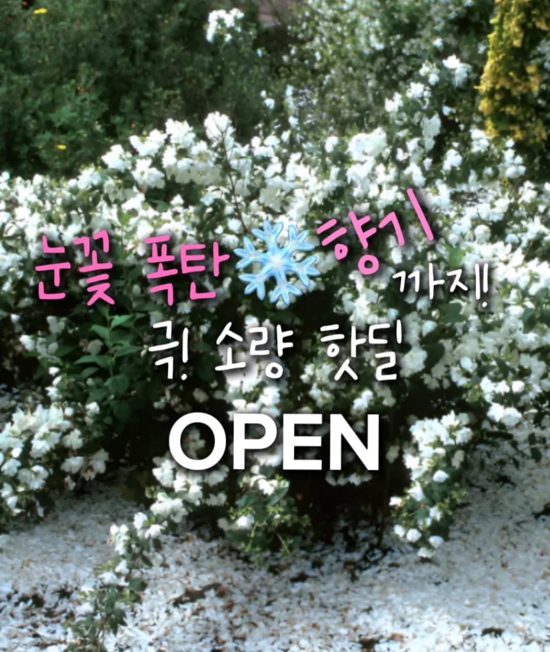 Photo shared by 숲속의작은집 [코티지더베르] 정원소녀 on December 22, 2025 tagging @cottage_the_vert_rosihan. May be an image of ‎baby's-breath and ‎text that says '‎봉태기 눈꽃 포타 محار 눈꽃폭탄 .ይልግ 딸가 가지 극!'소향핫될 12 극! 소량 하디 OPEN‎'‎‎.