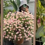 moa_flowergarden 프로필 사진
