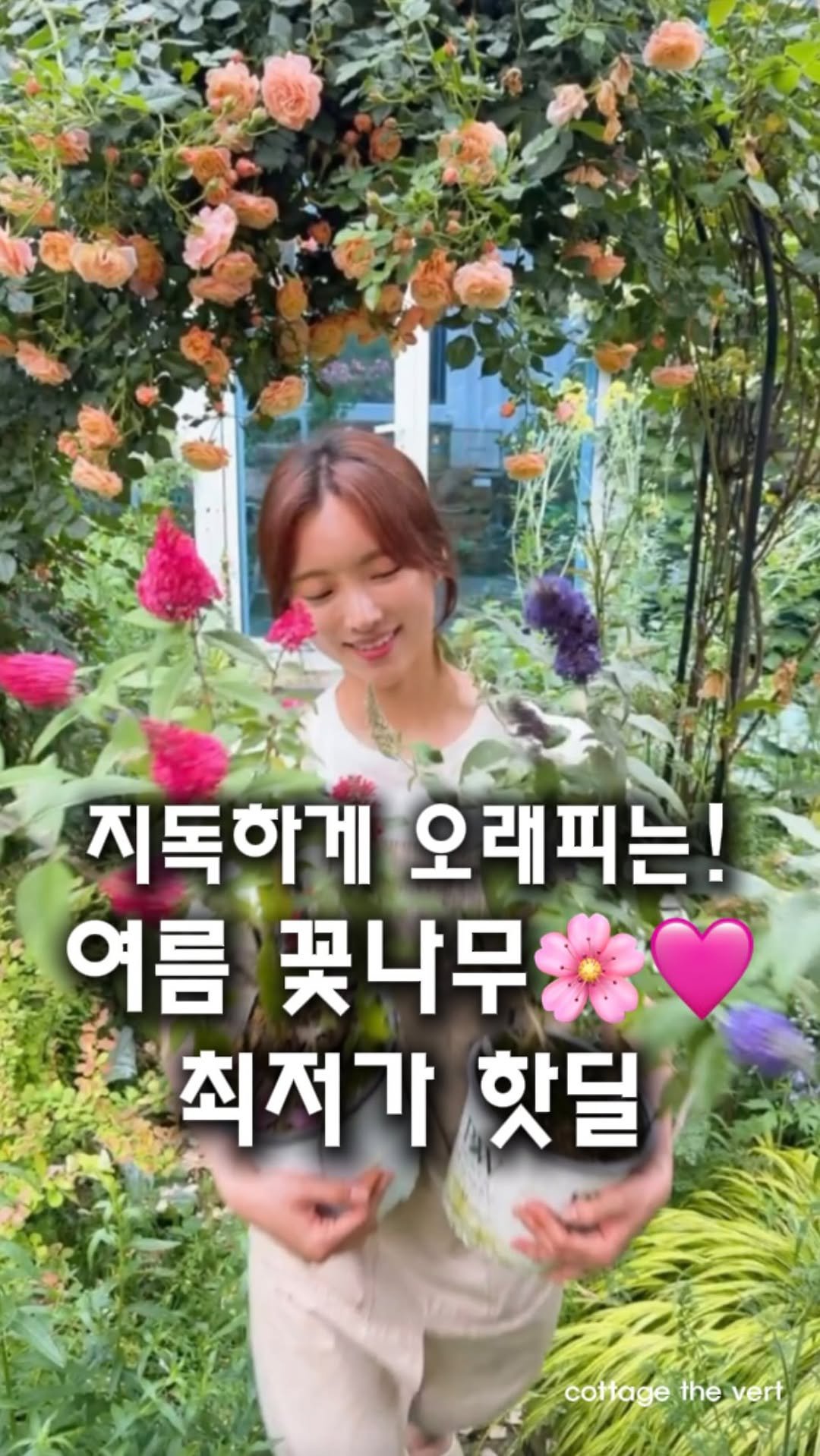 cottage_the_vert_gardengirl 게시물 이미지: 💌댓글에 “공구” 남겨주세요

솔직히 붓들레아는 예쁜데…
너무 커지고 너무 퍼져서...