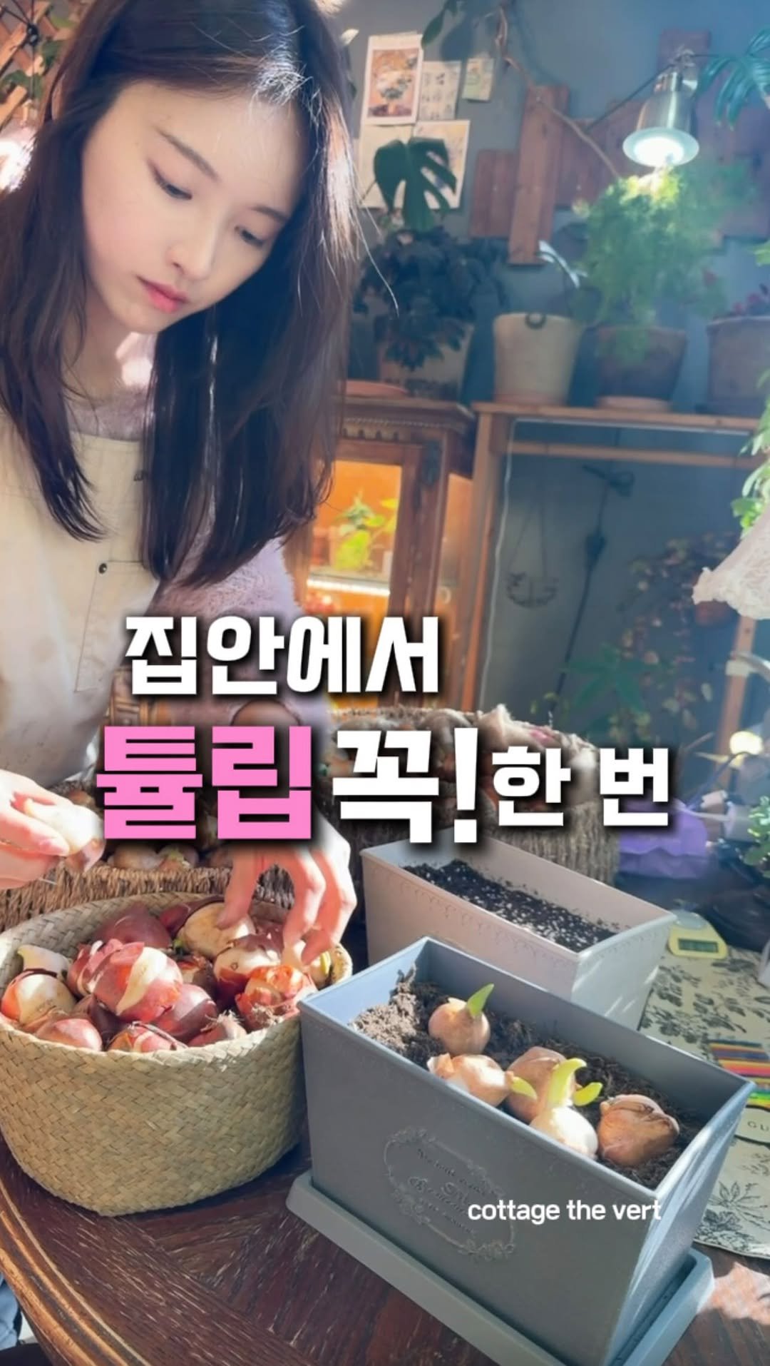 cottage_the_vert_gardengirl 게시물 이미지: 추운 겨울에 집에서 꽃 한 번 보고 싶은 마음,
다들 한 번쯤은...