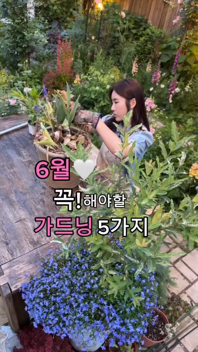 cottage_the_vert_gardengirl 게시물 이미지: 🌿6월의 정원, 여름을 준비할 시간이에요🌿

1️⃣ 데드헤딩 (시든 꽃 제거)
꽃이...