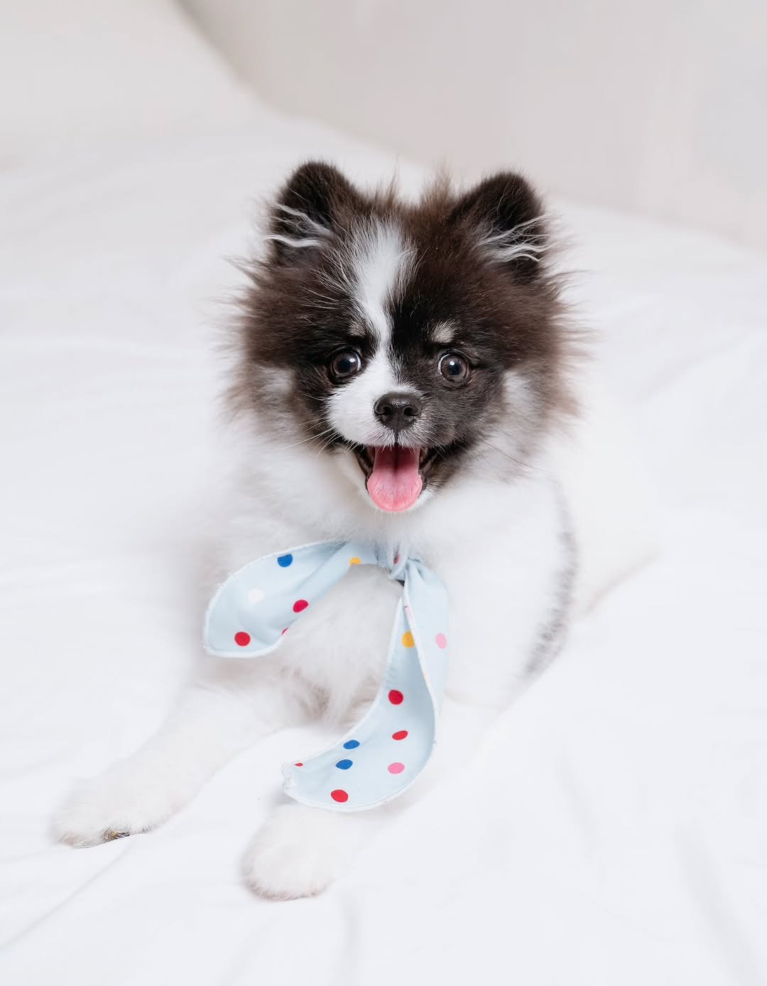 Photo by 외양간 스튜디오 | 홍대사진관 · 커플사진 · 커플스냅· 프로필사진 · 홍대증명사진 on December 30, 2025. May be an image of keeshond, bandanna, bowtie, bow and text.