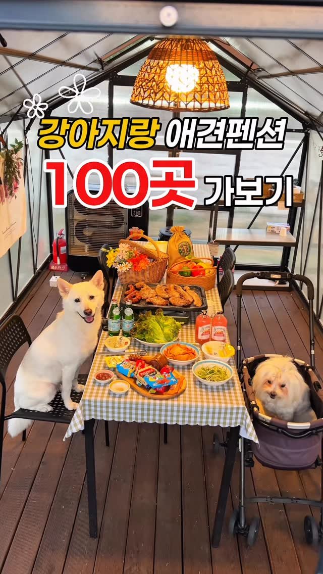 cr.db_chomangkie 게시물 이미지: ⭐️ 방3개, 8마리까지 가능한 단체 풀빌라 #광고
(+크림두부와 함께한 82번째...