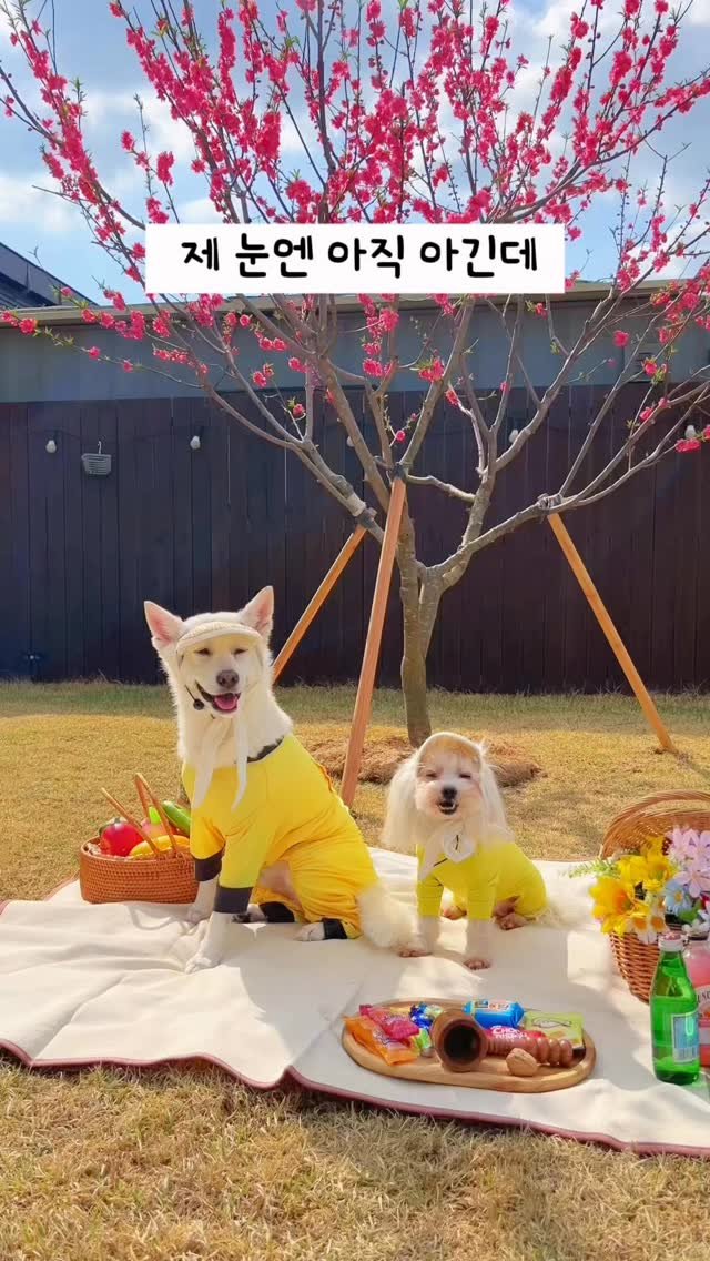 cr.db_chomangkie 게시물 이미지: 좋아하는거만 챙겨주고 싶쥬 🫶🏻 #광고

크림이는 밖에 나가면 물 거부견이에요...