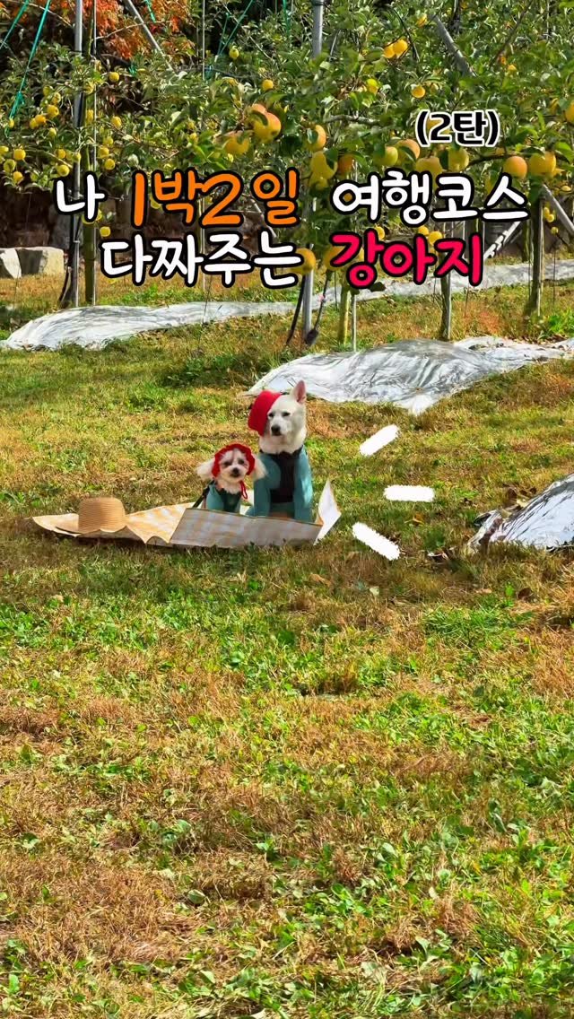 cr.db_chomangkie 게시물 이미지: 🚨 급해! 이번주 당장 안가면 축제 끝나! #제작지원

나 리뉴얼된 신상, 지금...