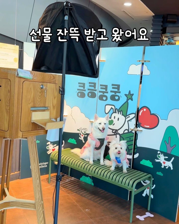 cr.db_chomangkie 게시물 이미지: 한강산책하고 건강까지 챙겨옴 ❣️*제작지원

벌써 3회를 맞이한 댕댕이들이 주인공인...