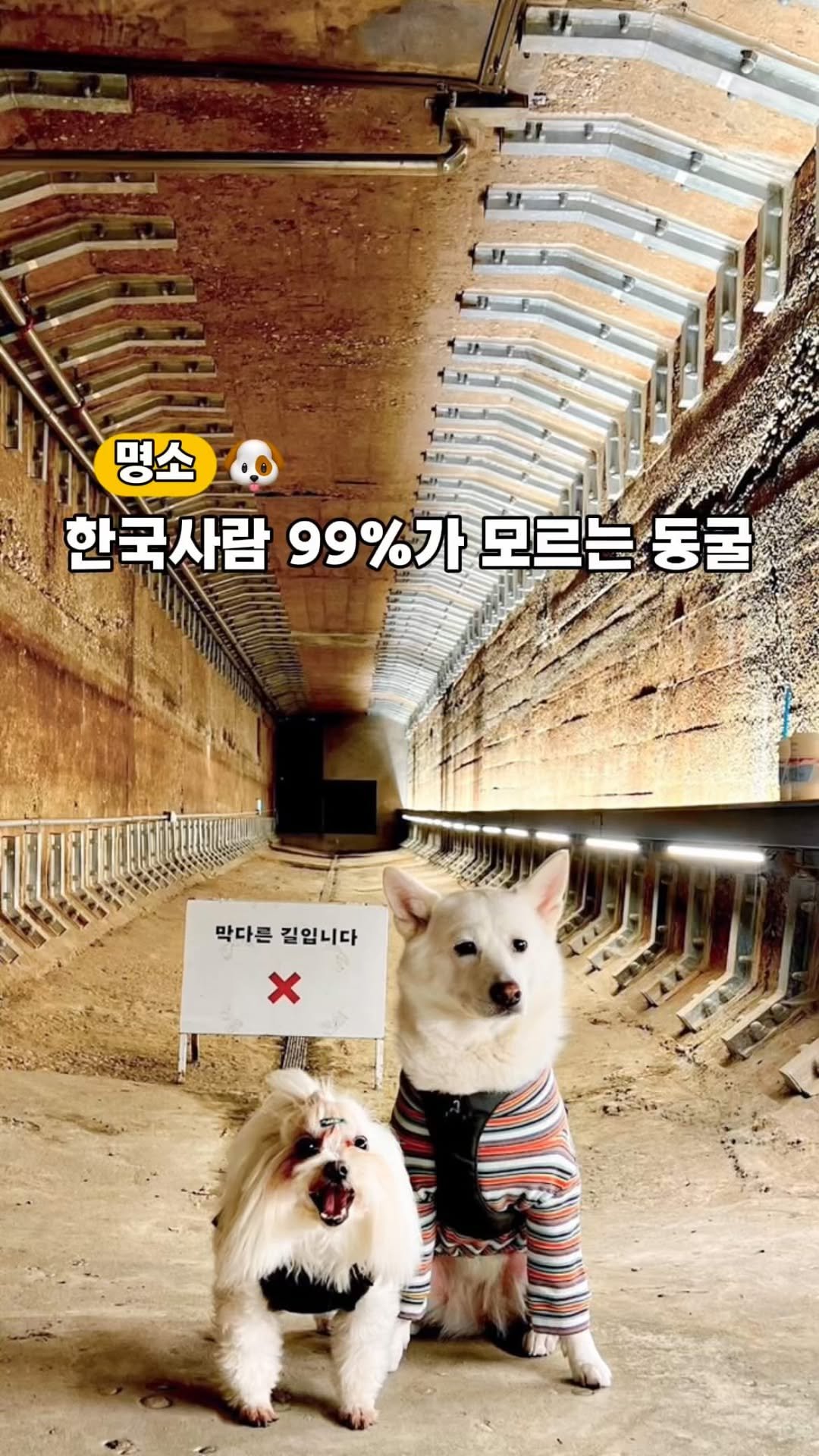 cr.db_chomangkie 게시물 이미지: 엘레베이터야? 타임머신이야⁉️
저 늘 강아지들이랑 신기한데 다니자나요?

-
🎀...