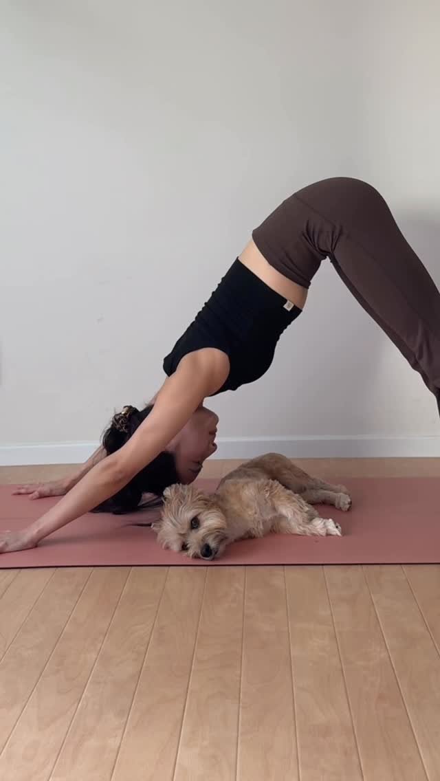 crystal__yoga 게시물 이미지: 달라진 하루 🐶🐾🧘‍♀️
