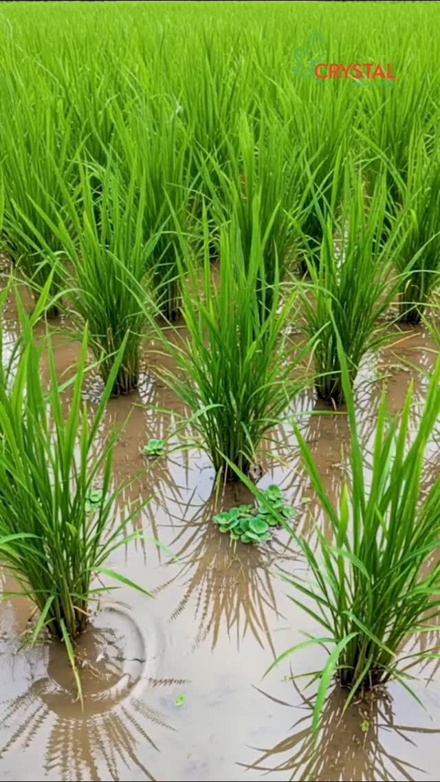 crystalcropprotection_ 게시물 이미지: स्वस्थ नर्सरी, दमदार धान की गारंटी! 🌾

धान की...