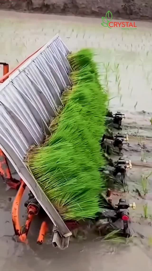 crystalcropprotection_ 게시물 이미지: धान की रोपाई का सही तरीका!

सही तरीके से फसल...
