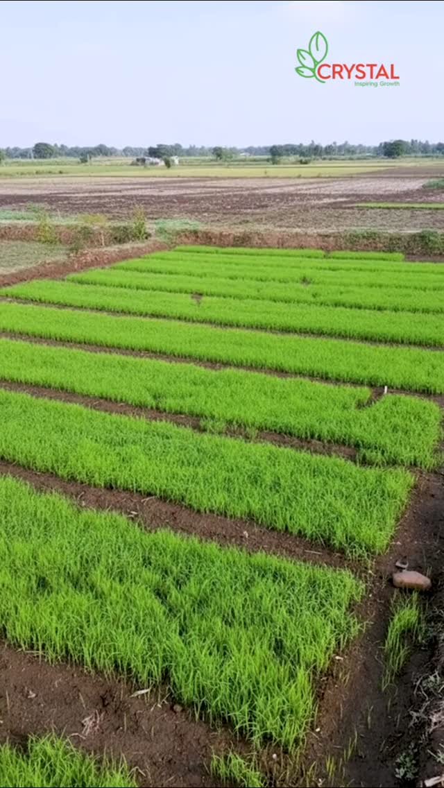 crystalcropprotection_ 게시물 이미지: धान की नर्सरी: कौन सा तरीका है आपके लिए सही?...