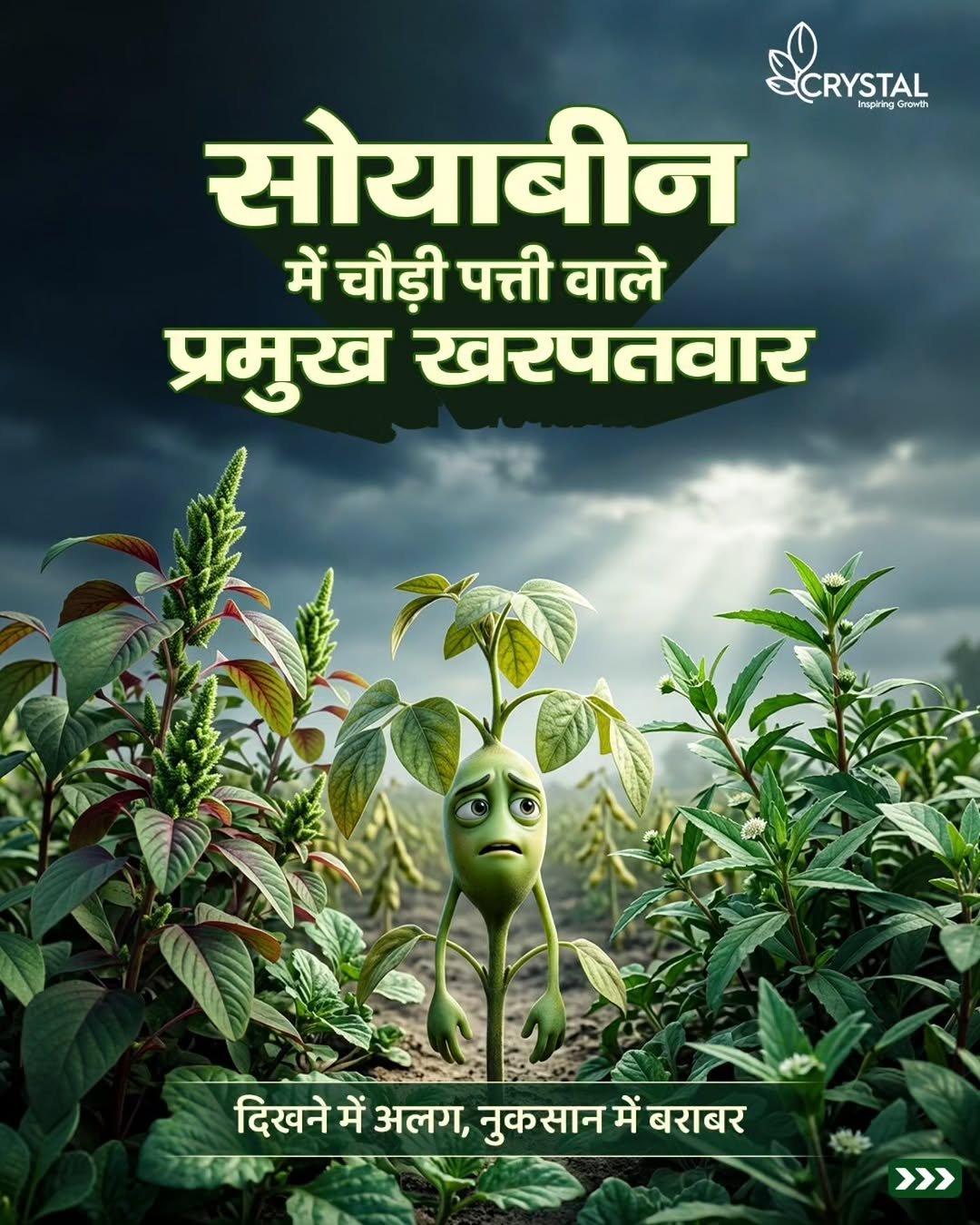 crystalcropprotection_ 게시물 이미지: सोयाबीन की फसल को चौड़ी पत्ती वाले खरपतवारों...