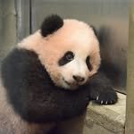 ja_pandao 프로필 사진