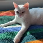 furriejerrie 프로필 사진